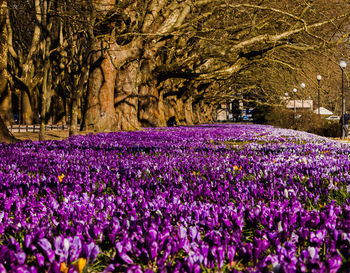 Close-up of purple flowering plants on field