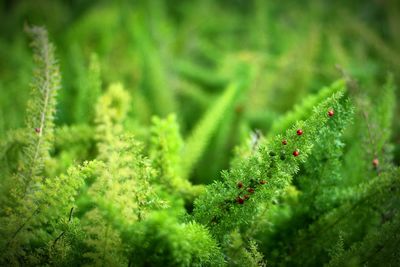 Close-up of plant