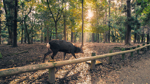 Sheep in a forest