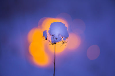 Dried plants in winter with artistic golden bokeh. snowy scenery.