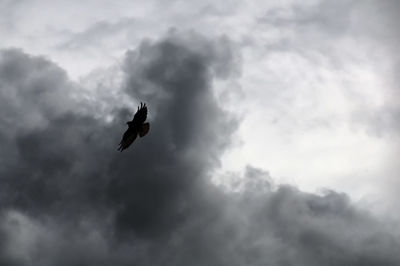 Low angle view of bird flying against cloudy sky