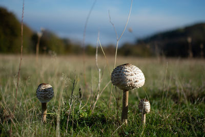 Close-up of mushroom growing on field