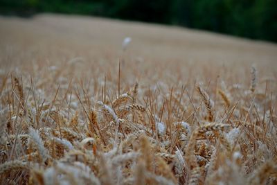 Close-up of stalks in field