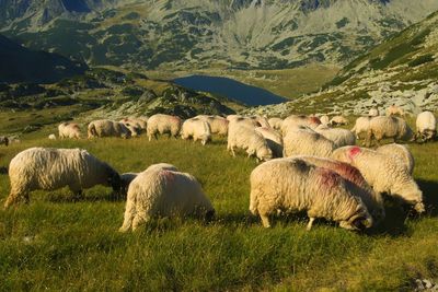 Sheep grazing in a field