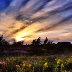 Plants growing on land against sky during sunset