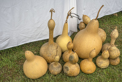 High angle view of fruits on plant