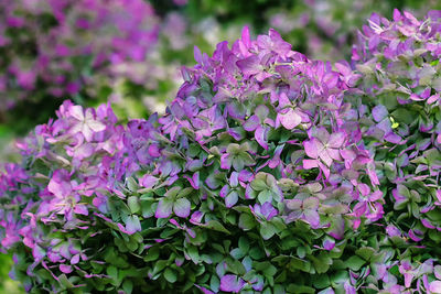 Close-up of purple flowering plants