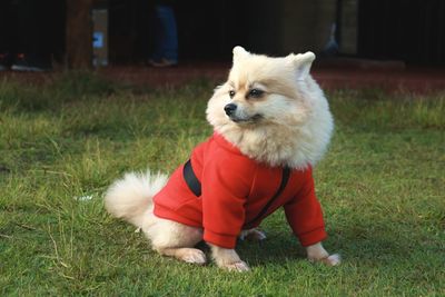 Portrait of dog on grassy field