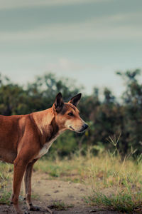 Side view of a dog on a field