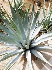 Close-up of succulent plant on field