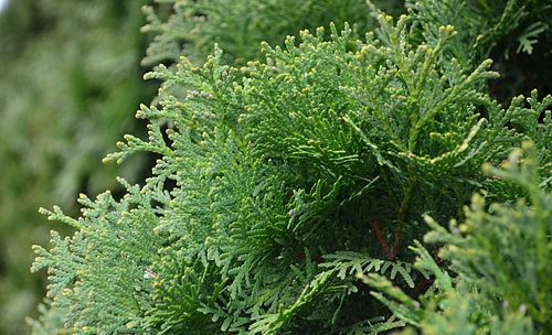 Close-up of fresh green plants