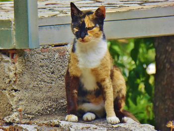 Portrait of cat sitting outdoors