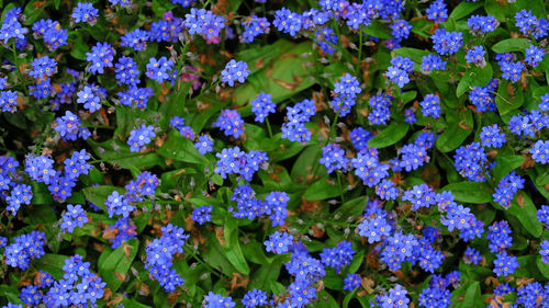 Floral background of small blue forget-me-nots flowers. glade of blue flowers. 