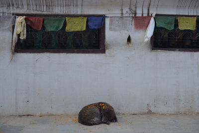 Stray dog sleeping on footpath by building