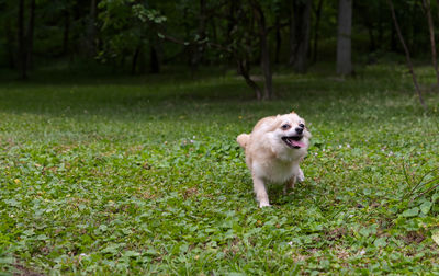 Funny pomeranian chihuahua mix playing in a green yard in florida.