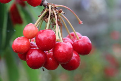 Close-up of cherries growing on plant