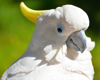 Close-up of white parrot