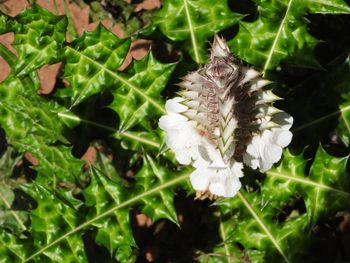 Close-up of insect on flower