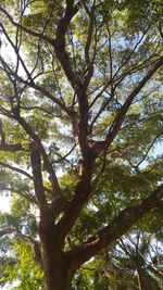 Low angle view of trees