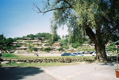 Trees in park against clear sky