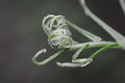 Close-up of frog on plant