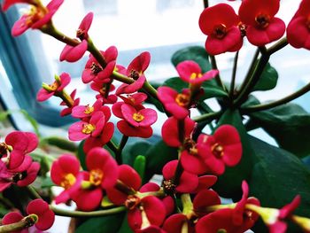 Close-up of pink flowers blooming outdoors