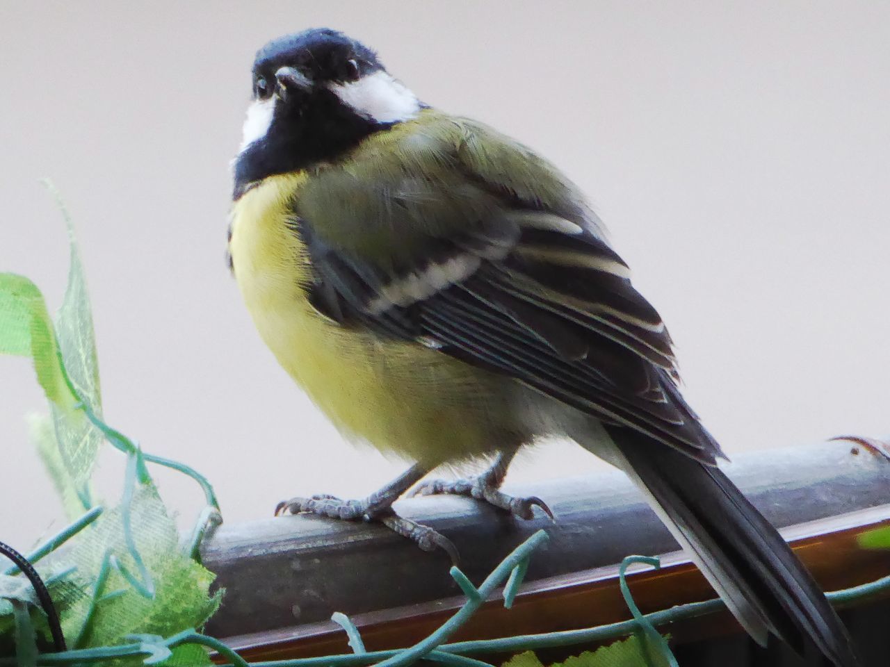 CLOSE-UP OF BIRD PERCHING ON A METAL