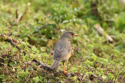 Thrush bird hunting on the ground in bale mountains in ethiopia
