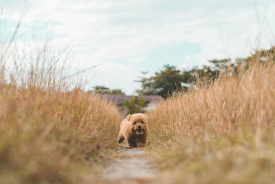 View of a dog on field