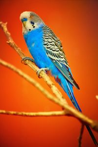 Close-up of bird perching on orange wall