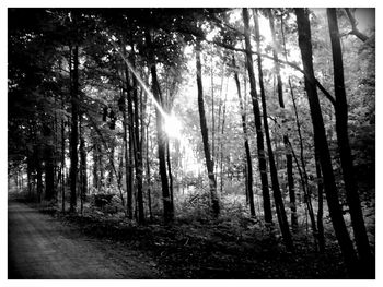 Trees in forest