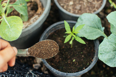 High angle view of person holding potted plant