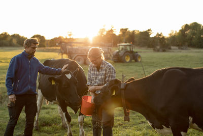 Mature farmers feeding cows on field at sunset