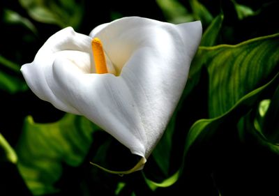 Close-up of white rose flower