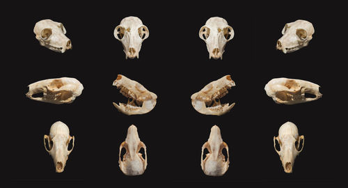 Digital composite image of artificial animal skull against black background