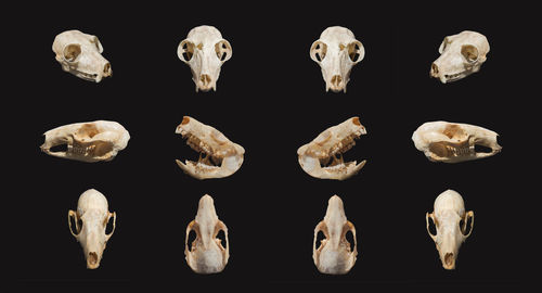 Digital composite image of artificial animal skull against black background