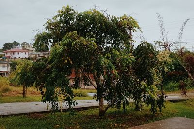 View of trees along road