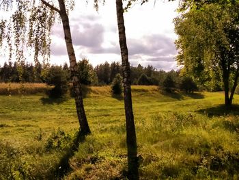 Trees on field against sky