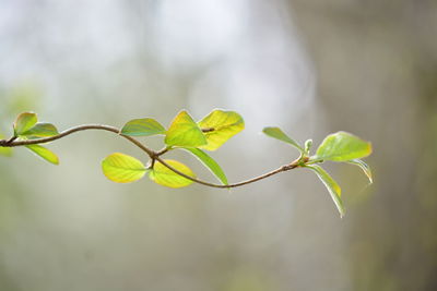 Close-up of plant leaves