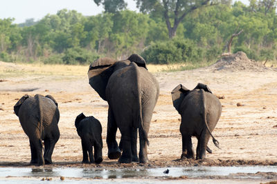 Elephant standing on a land