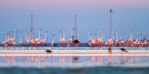 Flamingos standing in lake against sky during sunset