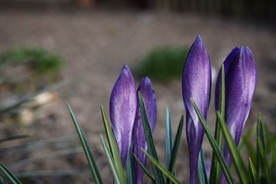 Close-up of purple crocus flowers on field