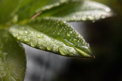 Close-up of water drops on leaf