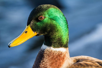 Close-up of a bird