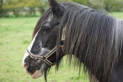 Close-up of a horse on field