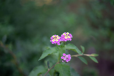 Close-up of pink flowering plant