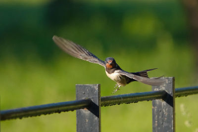 Close-up of bird perching on wooden fence