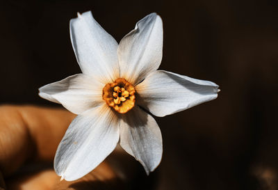 Close-up of white flower - narzisse