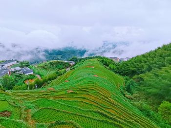 Scenic view of agricultural field against sky