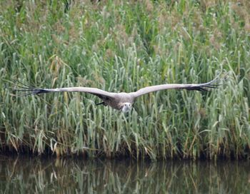 Close-up of gray heron flying over lake